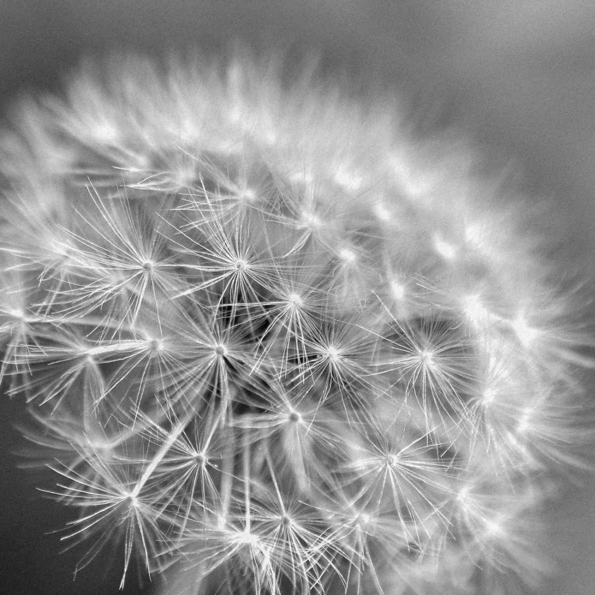 Project | Vision of the Indestructible&nbsp;Will