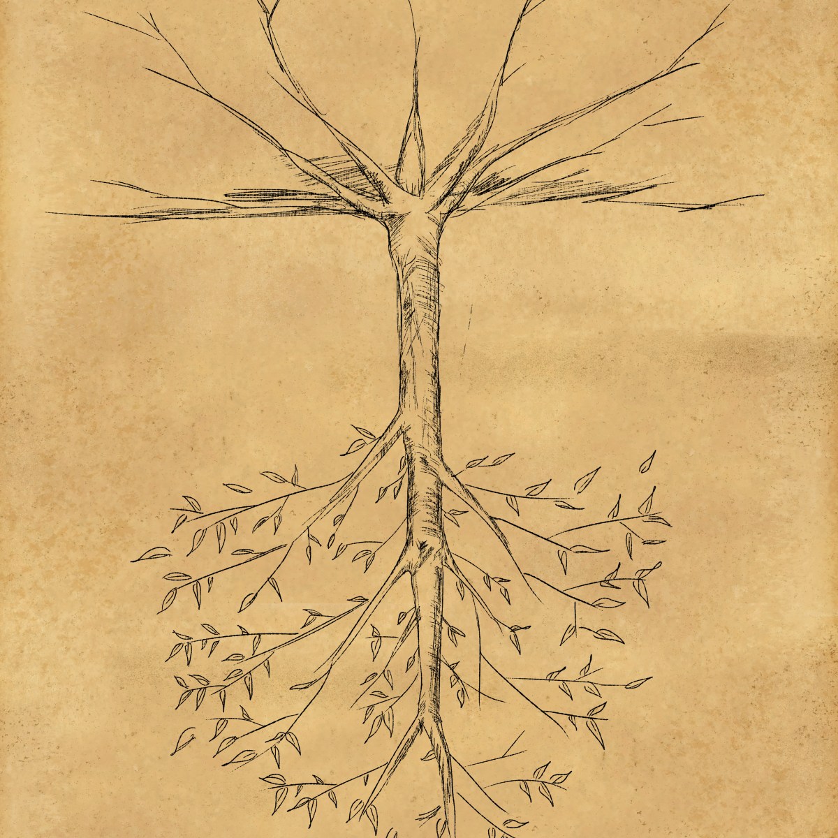 Project | A Tree That Is Growing&nbsp;Down